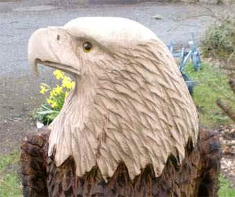 Adler / Eagle bitte hier klicken!